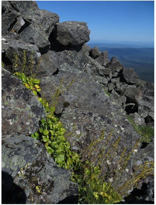 Photo: Spiked Saxifrage -  Mount Wellesley