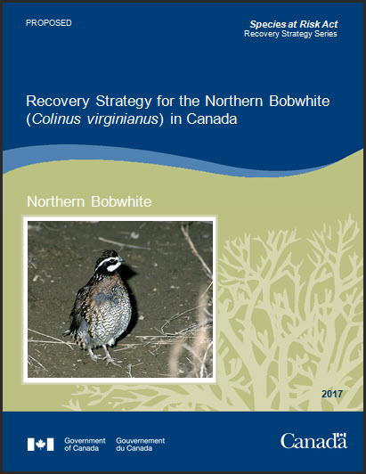 Recovery Strategy for the Western Silvery Aster
