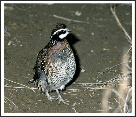Northern Bobwhite