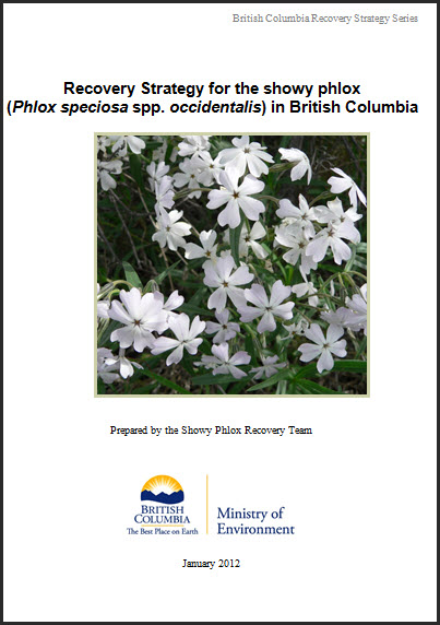 Recovery Strategy for the showy phlox