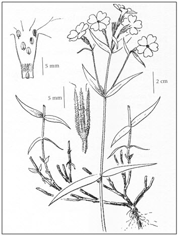 Illustration of showy phlox