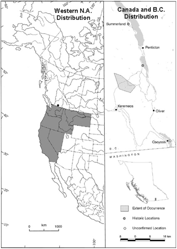 Distribution of all known occurrences of showy phlox
