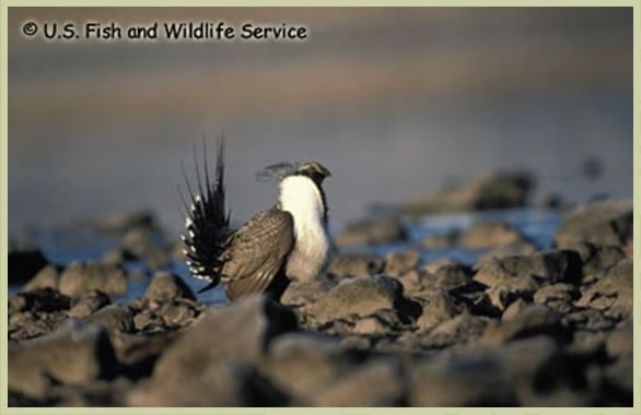 Photo of Greater Sage-Grouse phaios subspecies