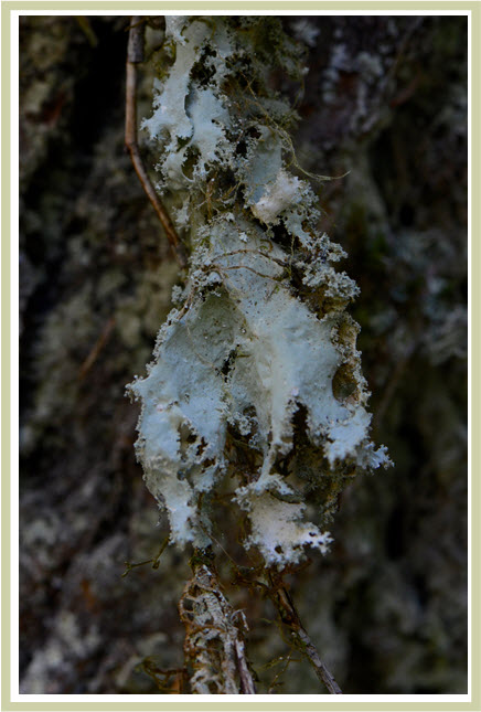 Oldgrowth Specklebelly