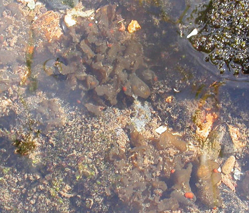 Western Waterfan (Peltigera gowardii) growing under water.