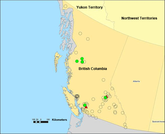 The distribution of Peltigera gowardii in Canada