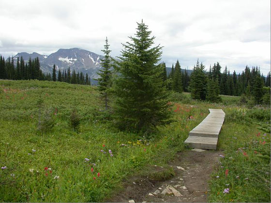 The subalpine habitat of Peltigera gowardii on Trophy Mountain