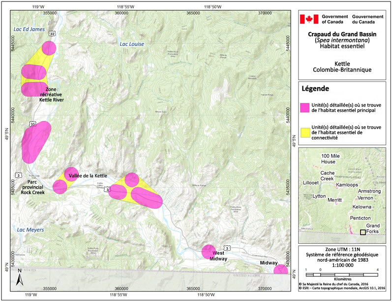L'habitat essentiel du crapaud du Grand Bassin dans la région de la rivière Kettle, en Colombie-Britannique