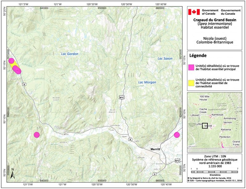 L'habitat essentiel du crapaud du Grand Bassin dans la région de Nicola (ouest), en Colombie-Britannique