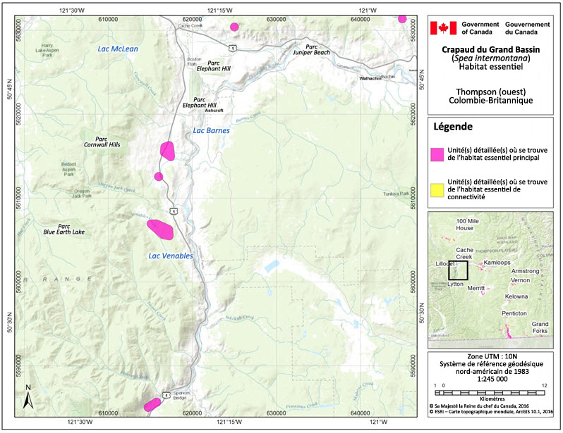 L'habitat essentiel du crapaud du Grand Bassin dans la région de Thompson (ouest), en Colombie-Britannique