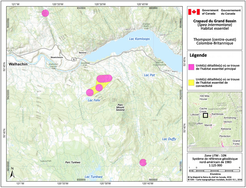 L'habitat essentiel du crapaud du Grand Bassin dans la région de Thompson (centre ouest), en Colombie-Britannique