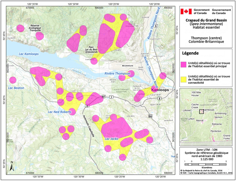 L'habitat essentiel du crapaud du Grand Bassin dans la région de Thompson (centre), en Colombie-Britannique