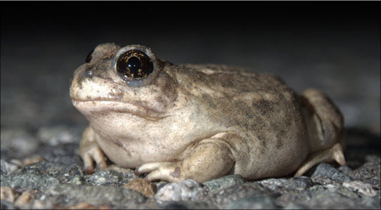 Great Basin Spadefoot, Merritt 2013