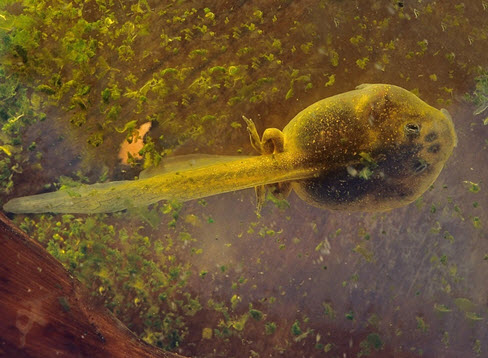 Great Basin Spadefoot tadpole