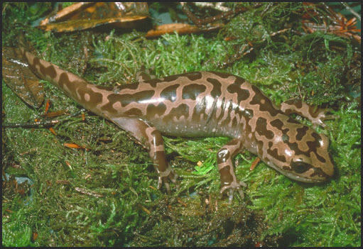 Photo of Pacific Giant Salamander