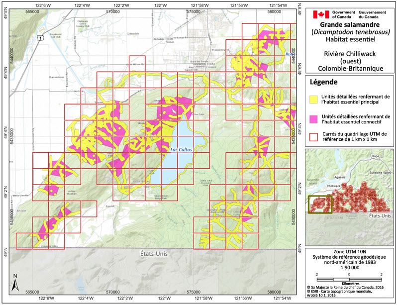 L'habitat essentiel de la grande salamandre dans la région de la rivière Chilliwack (ouest)