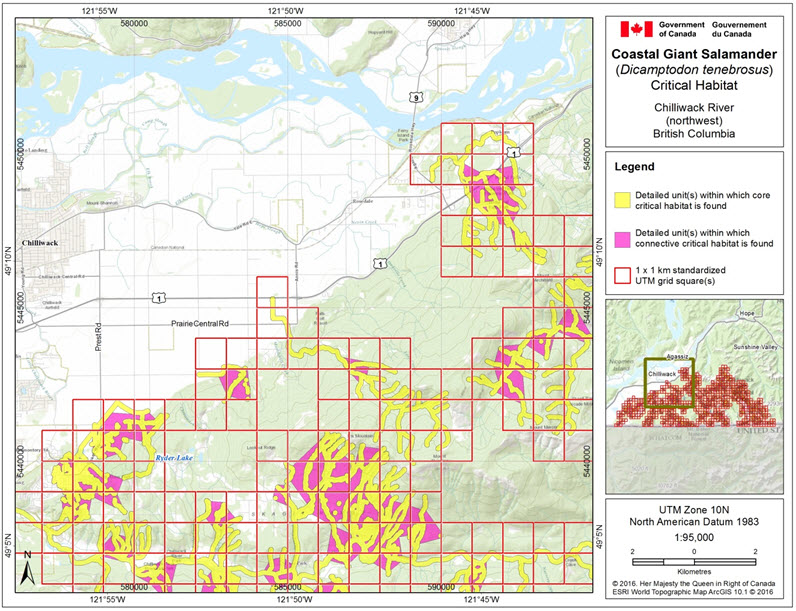 Critical habitat for the Coastal Giant Salamander in the Chilliwack River area (northwest), B.C.