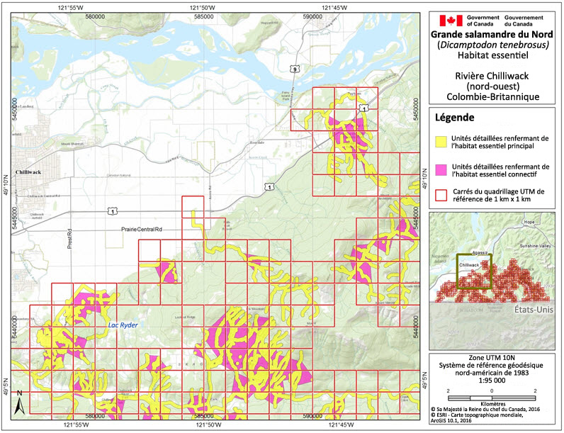 habitat essentiel de la grande salamandre dans la région de la rivière Chilliwack (nord ouest)