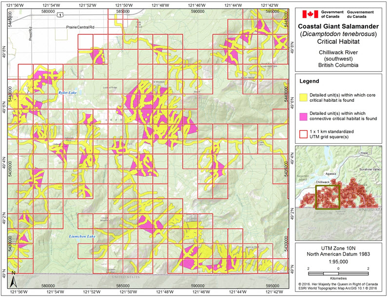 Critical habitat for the Coastal Giant Salamander in the Chilliwack River area (southwest), B.C.