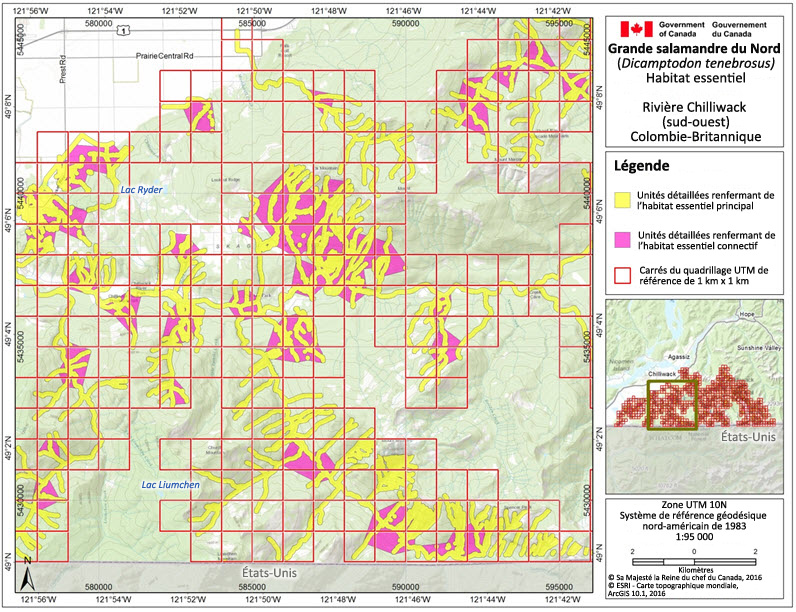 L'habitat essentiel de la grande salamandre dans la région de la rivière Chilliwack (sud ouest)