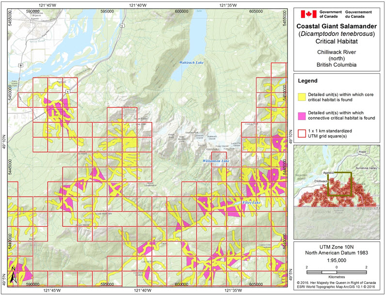 Critical habitat for the Coastal Giant Salamander in the Chilliwack River area (north), B.C.