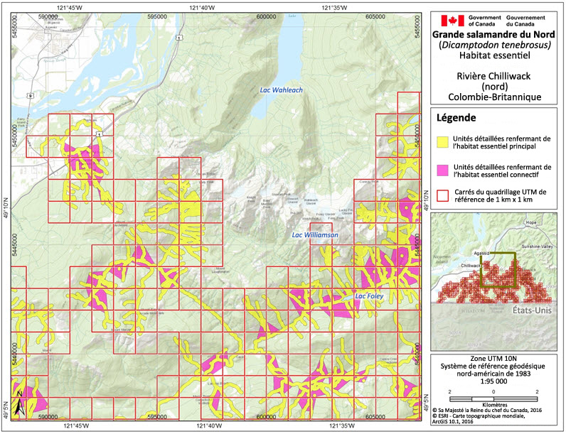 L'habitat essentiel de la grande salamandre dans la région de la rivière Chilliwack (nord)
