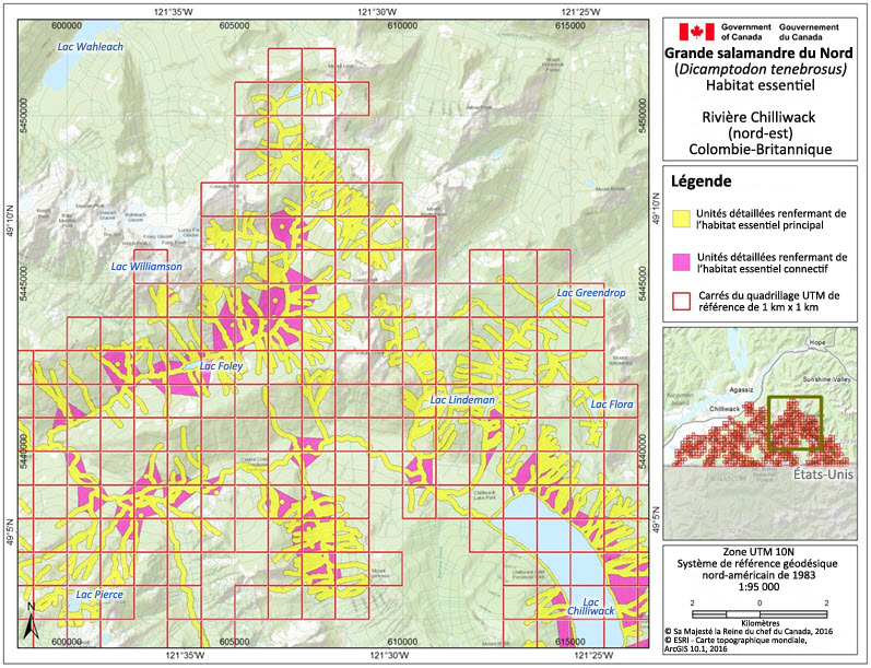 L'habitat essentiel de la grande salamandre dans la région de la rivière Chilliwack (nord est)