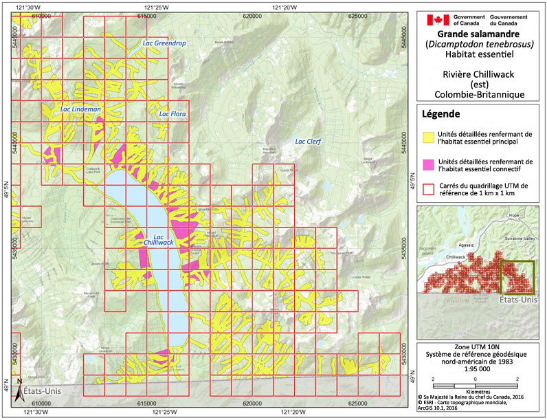 L'habitat essentiel de la grande salamandre dans la région de la rivière Chilliwack (est)