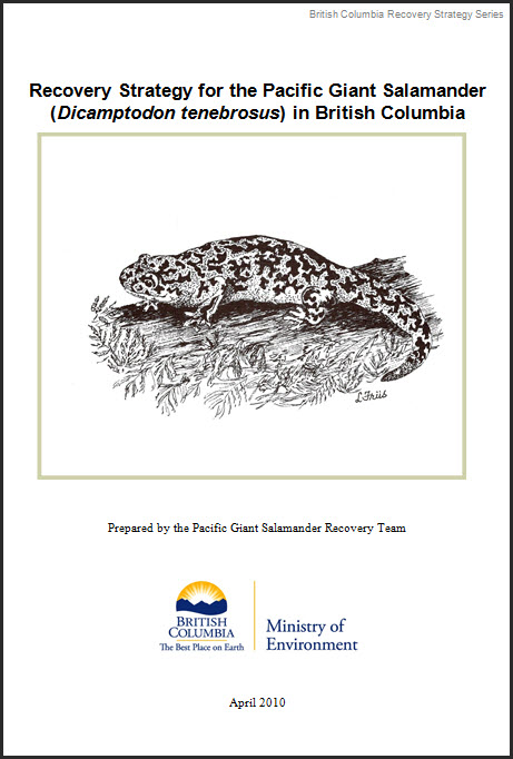 Pacific Giant Salamander