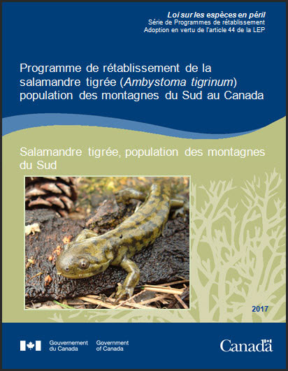 Programme de rétablissement de la salamandre tigrée