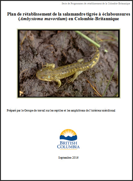 Plan de rétablissement de la salamandre tigrée  à éclaboussures