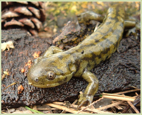 Photo de la salamandre tigrée
