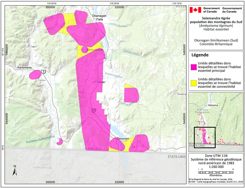 L'habitat essentiel de la salamandre tigrée, population des montagnes du Sud dans la région Okanagan Similkameen (Sud)