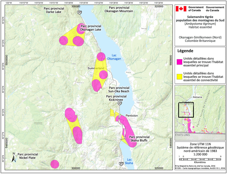 L'habitat essentiel de la salamandre tigrée, population des montagnes du Sud dans la région Okanagan Similkameen (Nord)