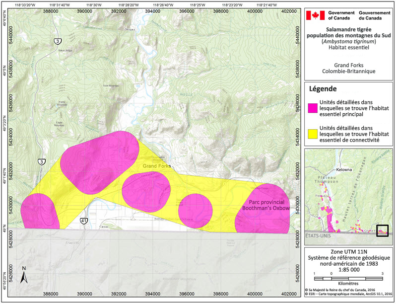 L'habitat essentiel de la salamandre tigrée, population des montagnes du Sud dans la région de Grand Forks