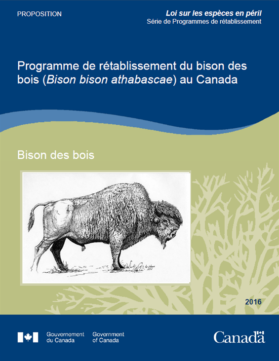 Programme de rétablissement du bison des bois