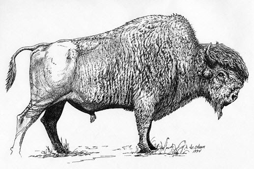 Photo du bison des bois
