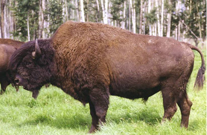 Male Wood Bison