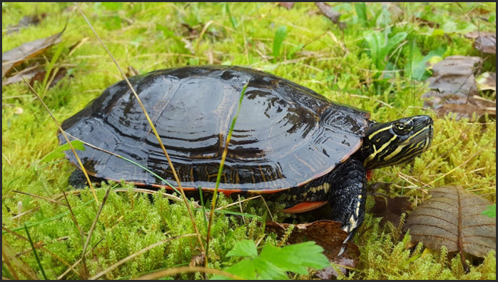 Photo of Western Painted Turtle Pacific Coast population