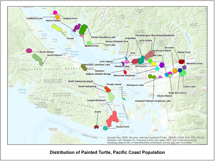 Recovery Strategy for the Western Painted Turtle (Chrysemys picta