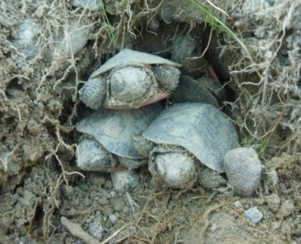 Neonates emerging from the nest in spring and occasionally in the fall.