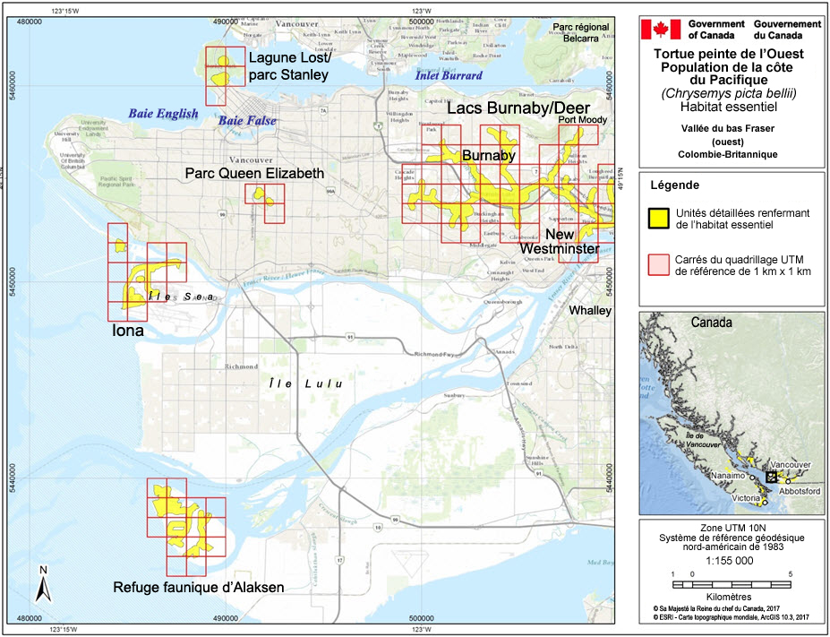 L’habitat essentiel des populations de tortues peintes de l’Ouest nos 1, 3, 8, 12 et 17, dans la région de la vallée du bas Fraser (ouest), en Colombie-Britannique