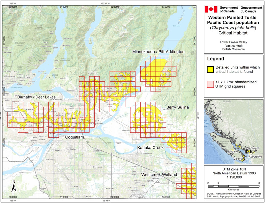 Recovery Strategy for the Western Painted Turtle (Chrysemys picta