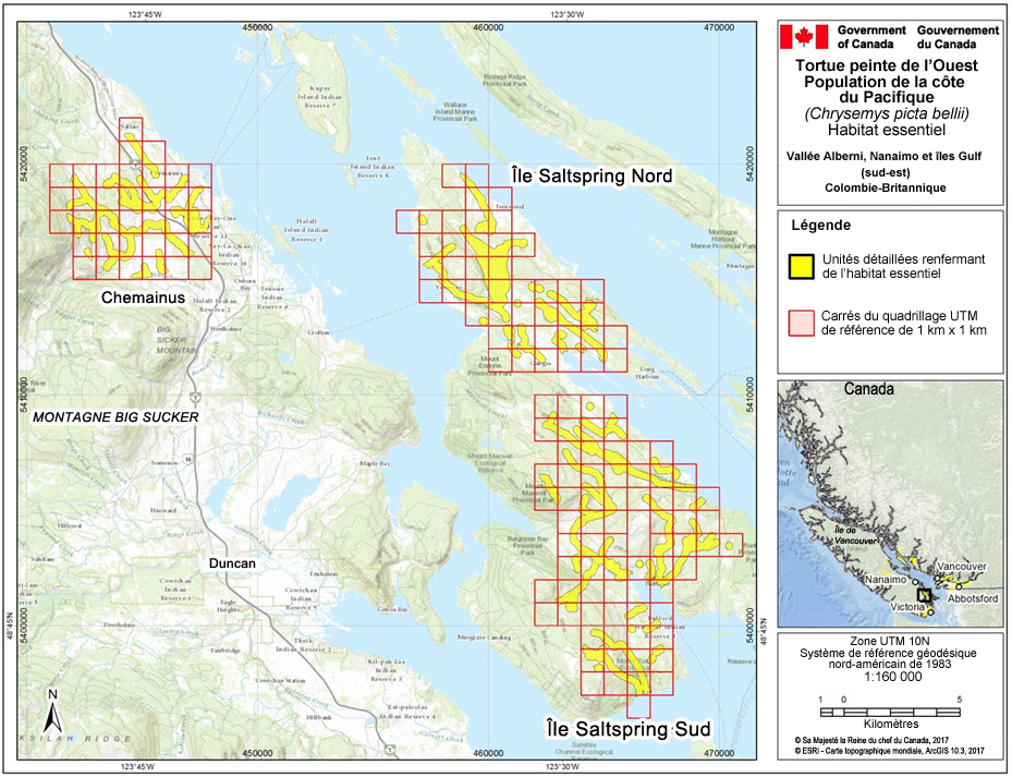 L’habitat essentiel des populations de tortues peintes de l’Ouest nos 26, 27 et 41, dans la région de la vallée Alberni, de Nanaimo et des îles Gulf (sud-est), en Colombie-Britannique