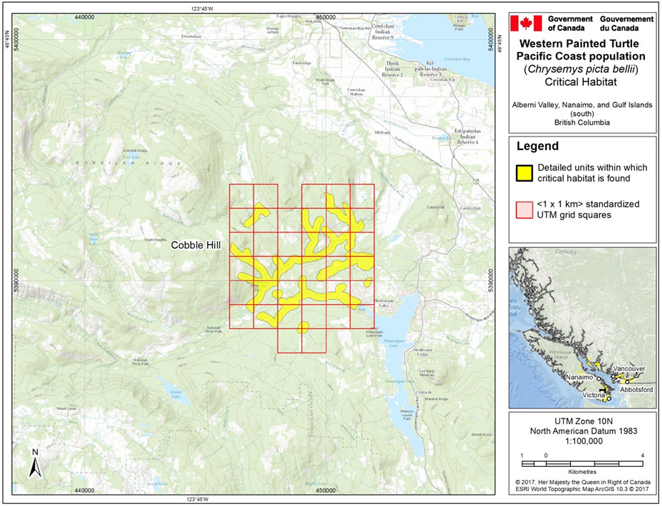 Recovery Strategy for the Western Painted Turtle (Chrysemys picta