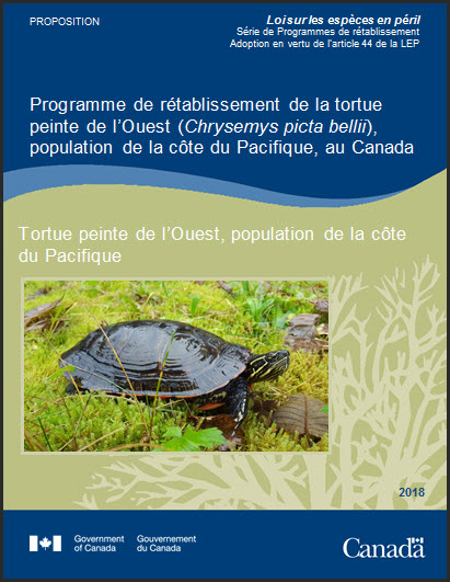 Programme de rétablissement de la tortue peinte de l’Ouest