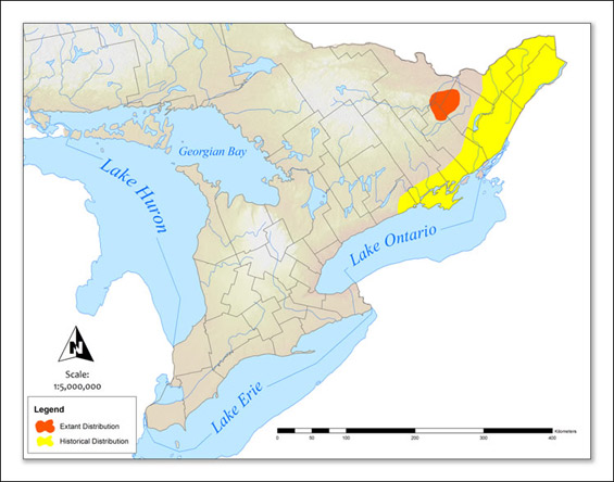 Historical and extant distribution