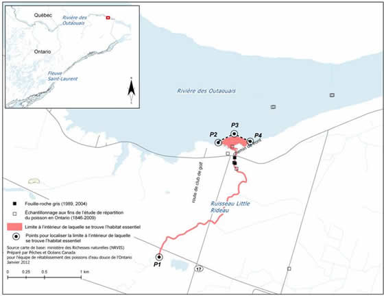 Figure 7. Limites de la zone à l’intérieur de laquelle se trouve l’habitat essentiel du fouille-roche gris dans le ruisseau Little Rideau et la rivière des Outaouais. (Voir description longue ci-dessous.)