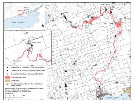 Figure 10. Boundaries of the area within which critical habitat of the Channel Darter is found in the Moira River and Black River. (See long description below)