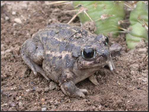 Photo of Great Basin Spadefoot